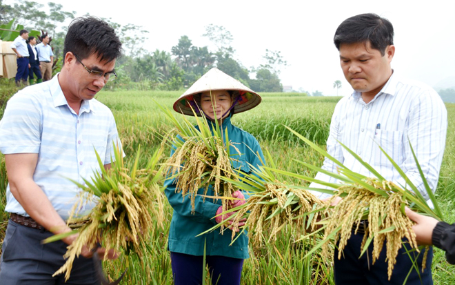 Lãnh đạo Phòng Nông nghiệp và Phát triển nông thôn huyện Lục Yên cùng lãnh đạo xã Tô Mậu kiểm tra mô hình sản xuất lúa chồi.
